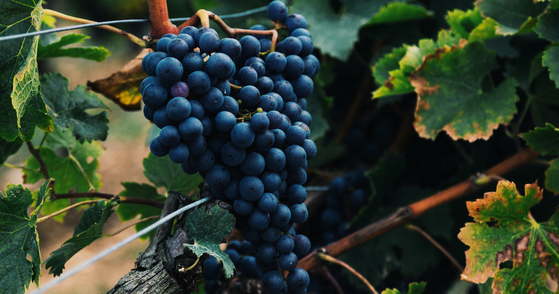 What is Resveratrol and What are the Benefits?