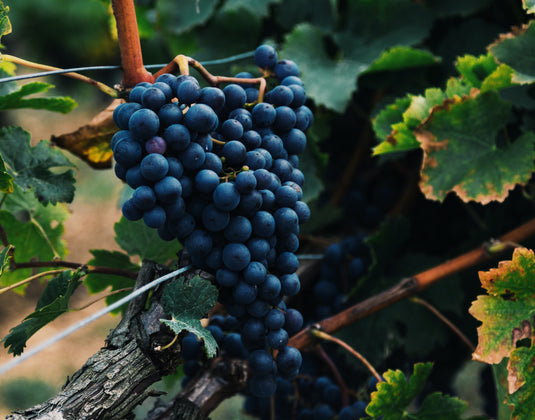 What is Resveratrol and What are the Benefits?